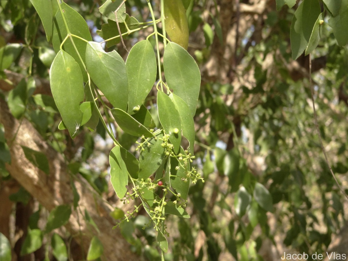 Salvadora persica L.